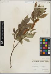 Foto von Salix lucida Muhl.
